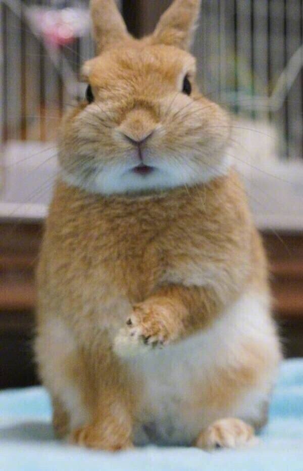 兔兔要相亲早晨却“中风”了于是自己动手掰掰