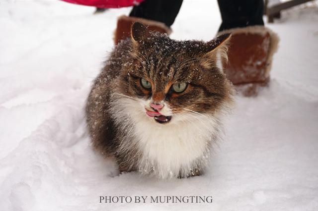 俄罗斯人的彪悍行为,俄罗斯人的性格有多彪悍