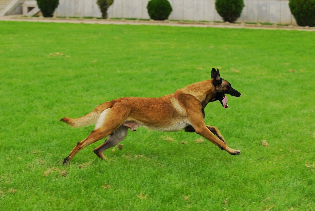 涓栫晫鍚嶇姮椹姮鎺掑悕,涓栫晫鍚嶇姮鐘澶у叏