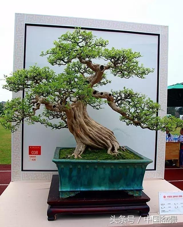 盆景收藏的前景,盆景收藏视频大全