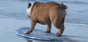 一梦谈狗：英牛那么丑，价格又贵，为什么还有那么多人养？