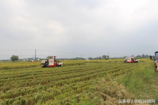 洋马收割机操作全过程,洋马收割机第一视角