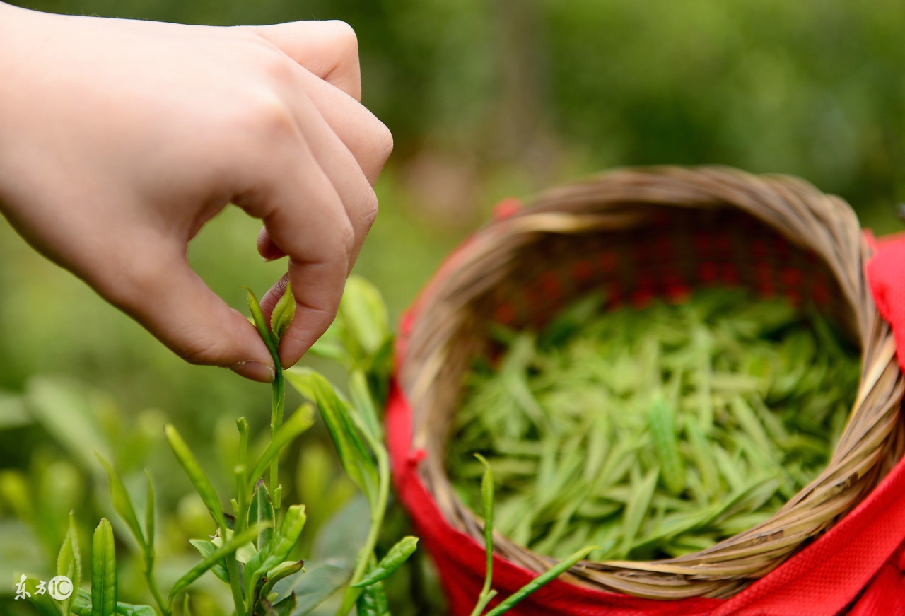 中国十大名茶图文来了,中国的10大名茶简介