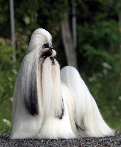 宠物狗买多少钱的合适养,狗的价格表宠物狗种类