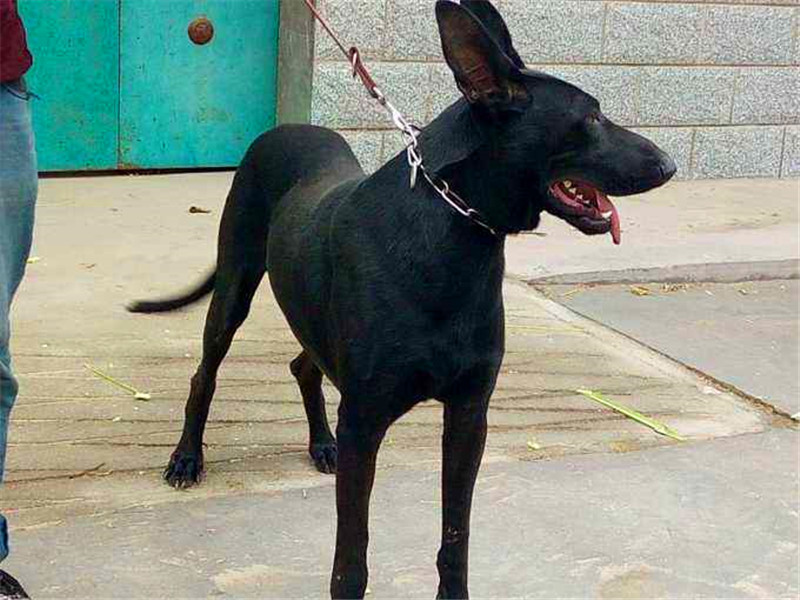 黑狼犬能训练出好犬吗,黑狼犬好养吗有什么缺点和优点