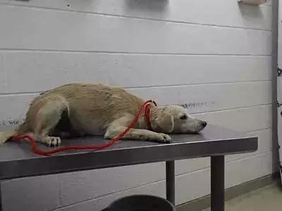 领养代替购买是“馅饼”还是“陷阱”?|请辩