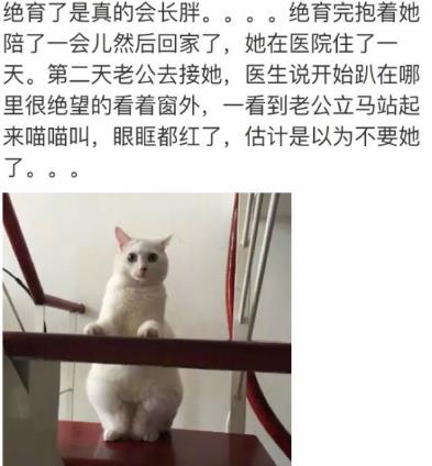 网友家猫主子绝育后的反应，以及绝育准备和护理知识