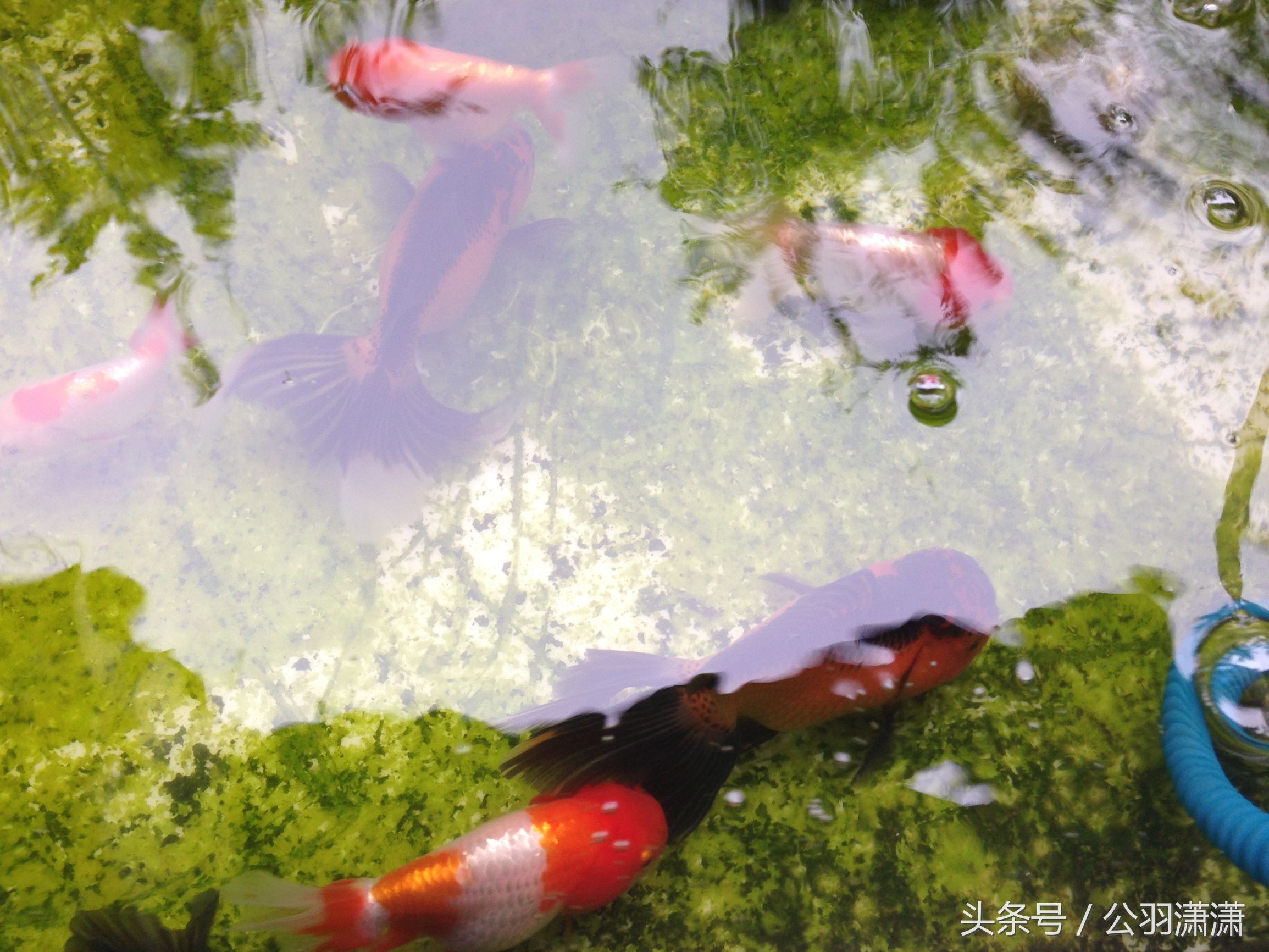 养金鱼的鱼缸需要换水吗,鱼缸养金鱼的方法和技巧视频讲解