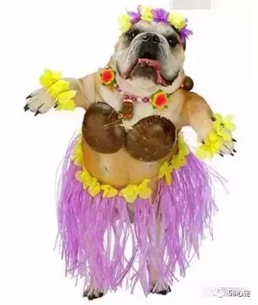 一梦谈狗：英牛那么丑，价格又贵，为什么还有那么多人养？