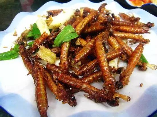 吃野生马蜂蛹违法吗,吃马蜂的蜂蛹中毒是什么原因