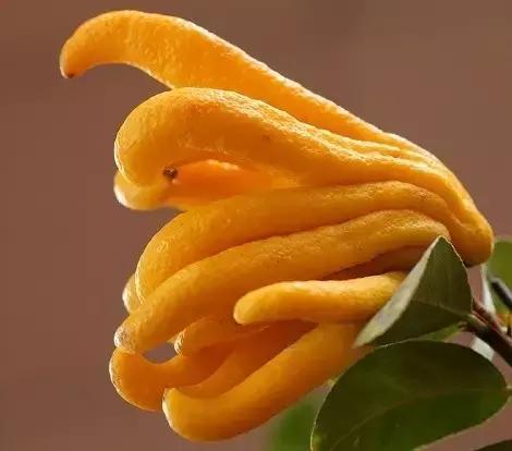 佛手柑果的栽培和管理,佛手柑管理方法