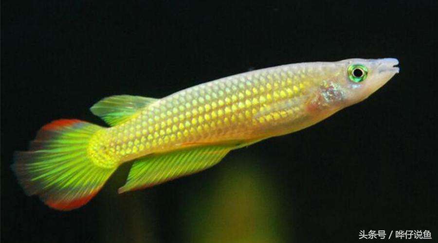 一条小小金龙鱼多少钱,2万元一条金龙鱼