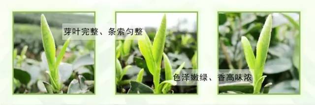 凤冈遵义茶,贵州遵义凤冈锌硒茶