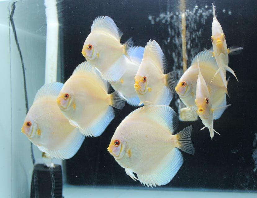 七彩神仙鱼药物中毒表现,七彩神仙鱼的症状及治疗方法