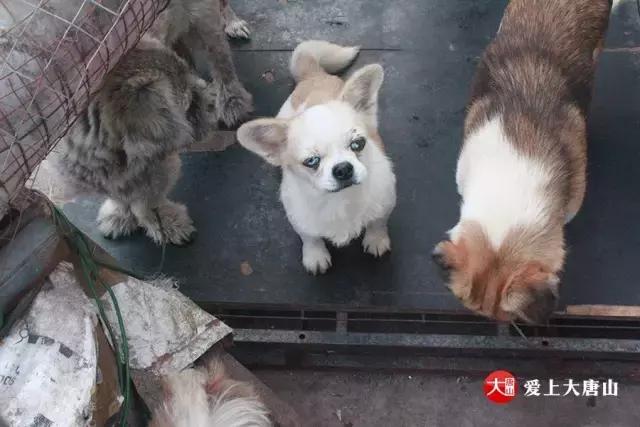 我们用镜头记录生活,记录流浪狗真实生活