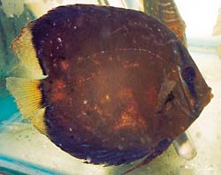 七彩神仙鱼药物中毒表现,七彩神仙鱼的症状及治疗方法