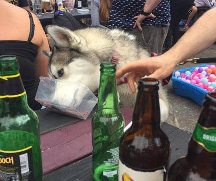 狗狗喝醉了几天能好,狗狗喝醉了