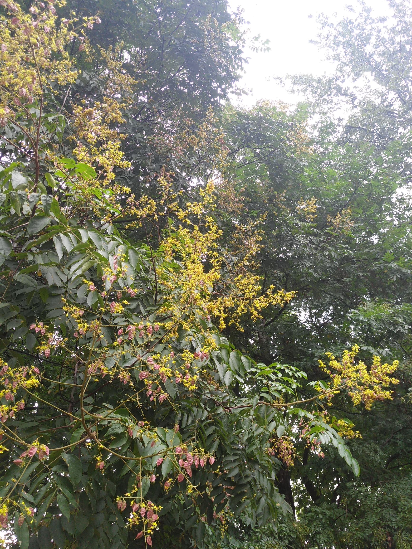 树顶长黄花的草药,山上开黄花的中草药