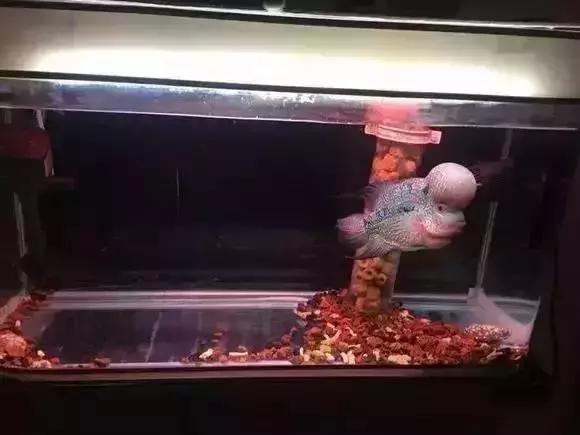 家装水景鱼缸造型全景,家居水景大号