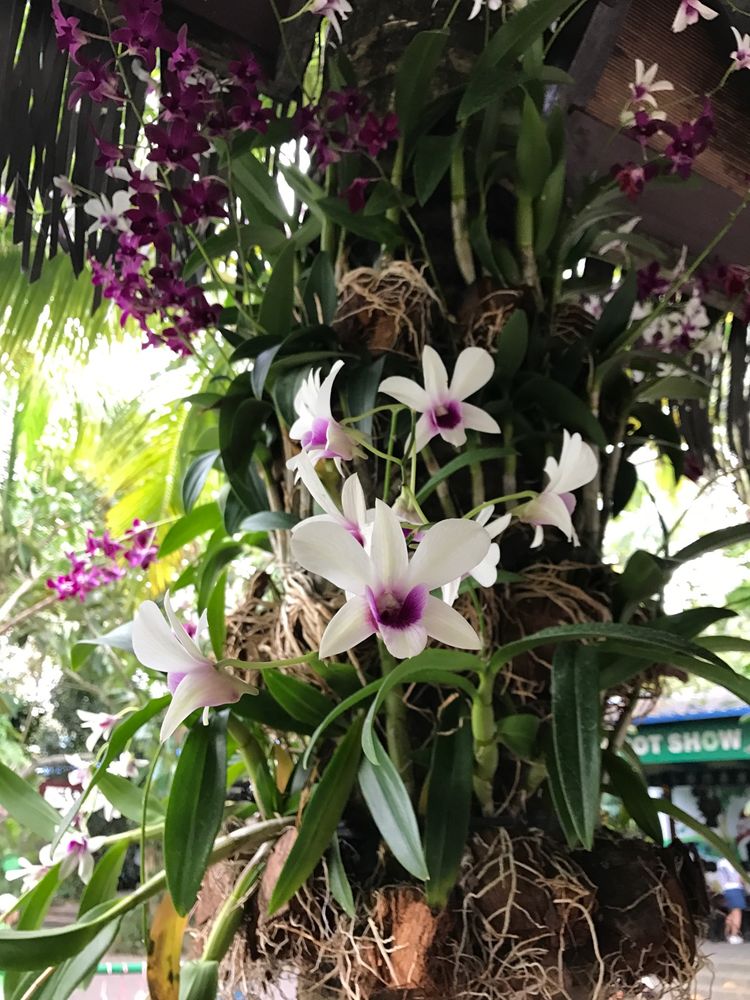 北纬18度的爱意味着什么,北纬18度的爱