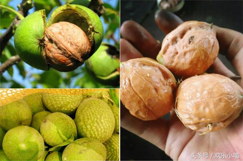 给朋友寄了箱绿皮核桃，他说这水果太苦了！吃完牙齿嘴唇还发黑！