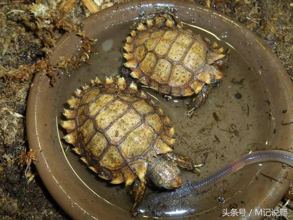 凹甲陆龟的优缺点,凹甲陆龟可以养吗