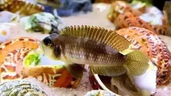 家装水景鱼缸造型全景,家居水景大号