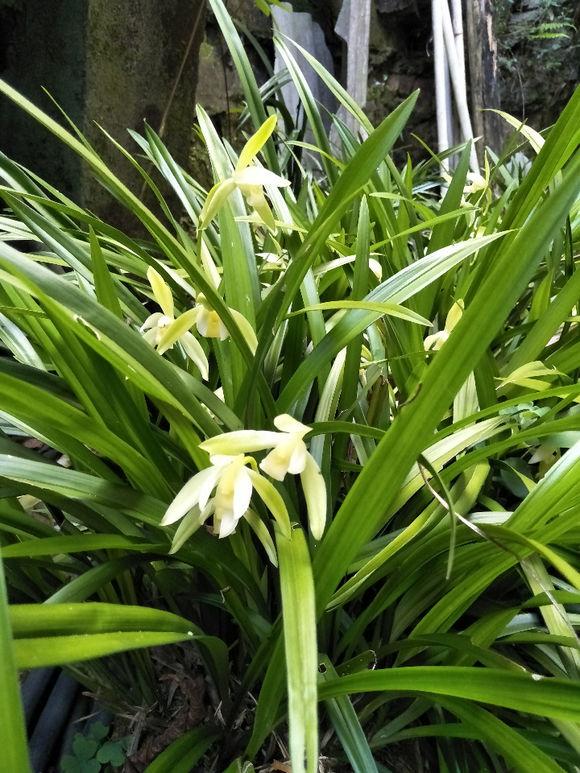 兰花要开花施什么肥,兰花老头苗捂出的芽几年开花