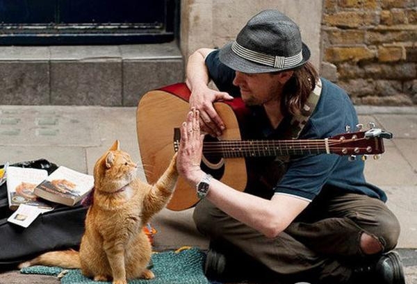 可爱猫咪动画片有哪些,十大可爱的猫咪动画片