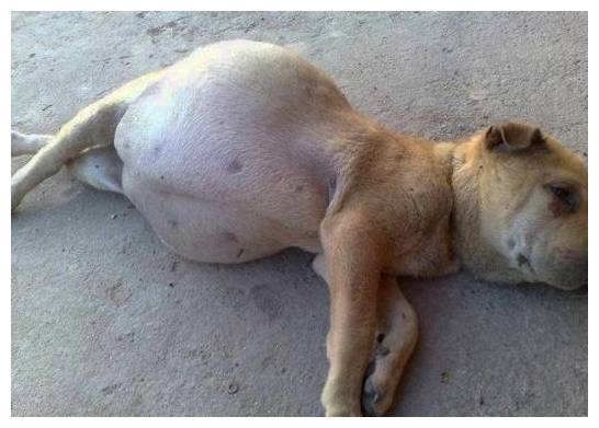 小土狗一动不动奄奄一息四肢无力,土狗怀孕小狗死肚子里了