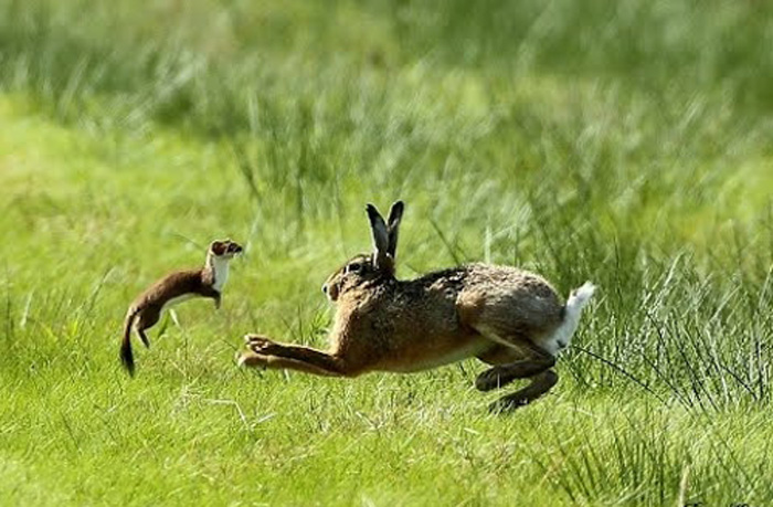 生活在北美的黄鼠狼，狩猎10倍大的猎物无压力