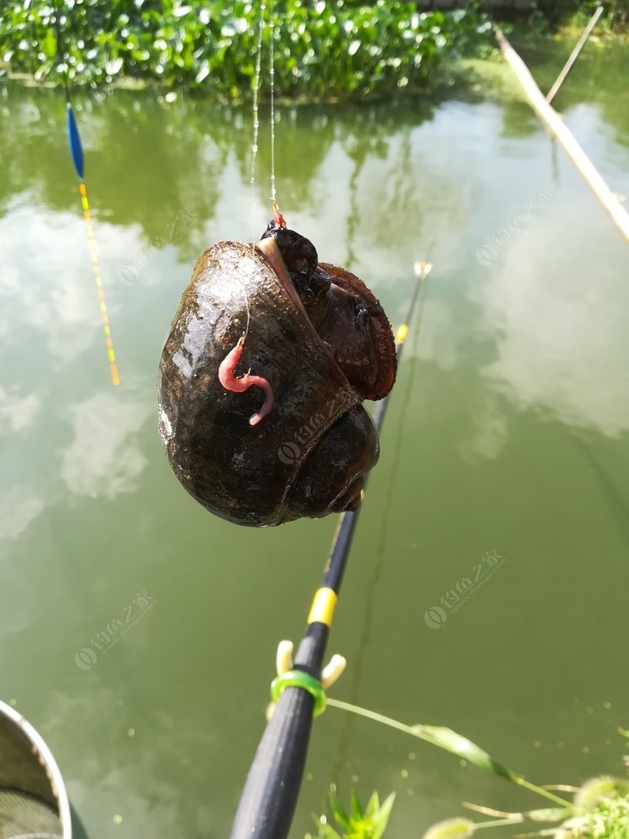 偶遇新物种，独战板鲫群