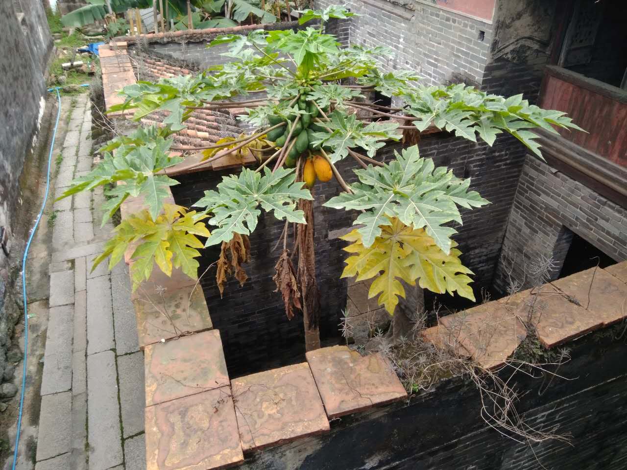 沙田村旅游攻略,广东东莞乡村休闲体验季