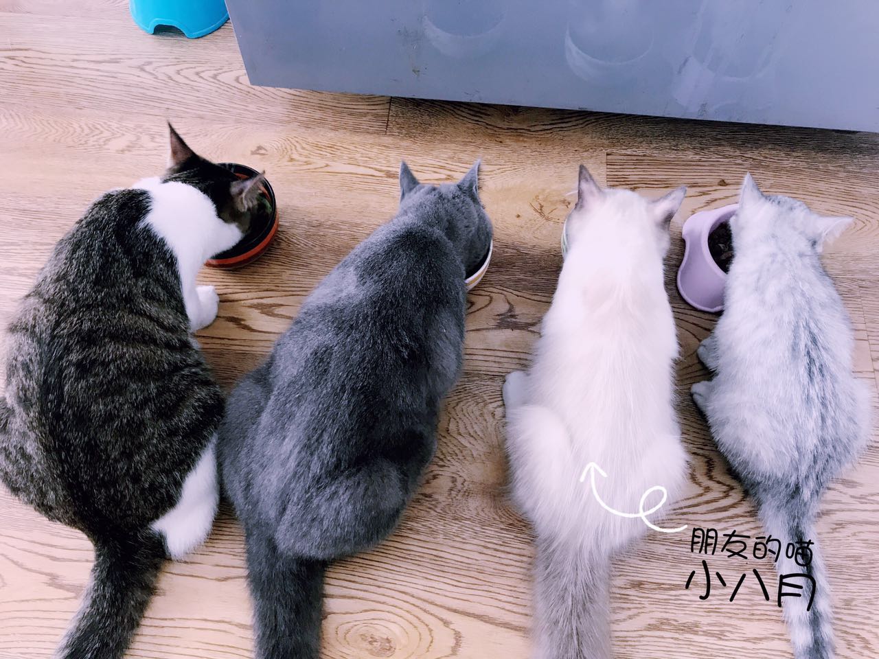 铲屎官照顾宠物,铲屎官清理宠物的窝