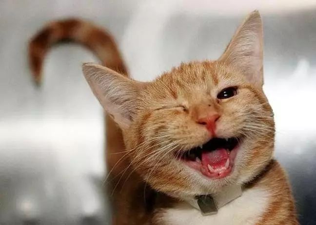 盘点那些笑到笑不出声的猫咪,十六种猫咪