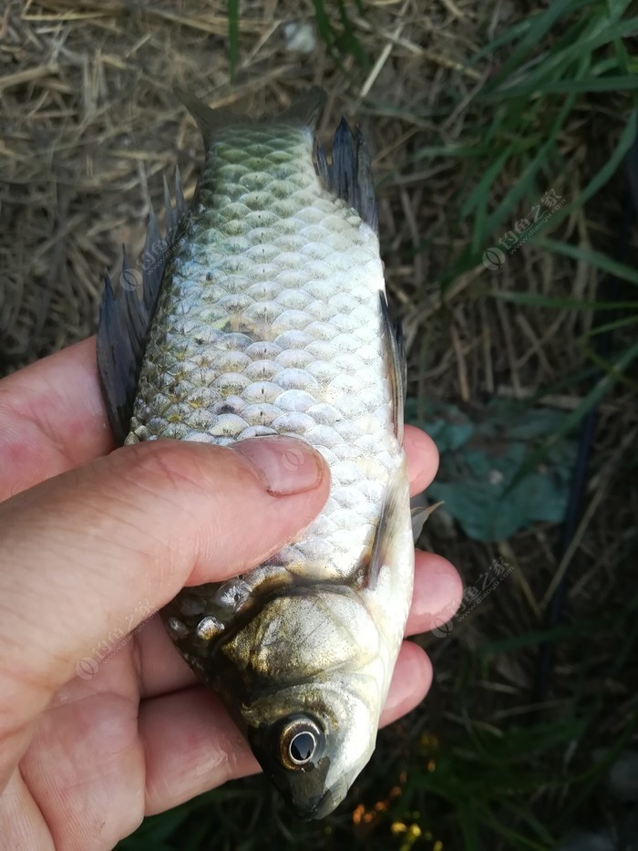 偶遇新物种，独战板鲫群