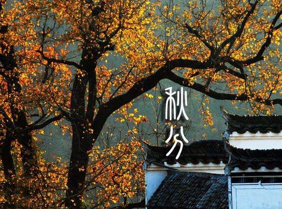 红茶绿茶白茶乌龙茶普洱茶,白茶红茶绿茶普洱哪个茶好