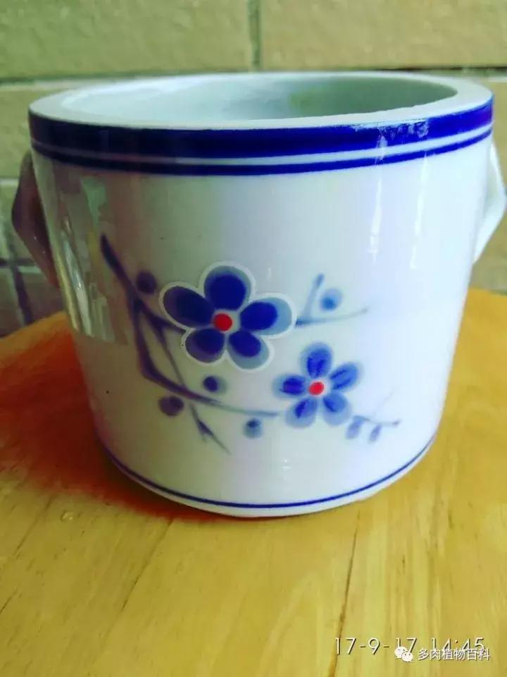 透明酒瓶种多肉怎么才好看,空酒瓶利用种多肉