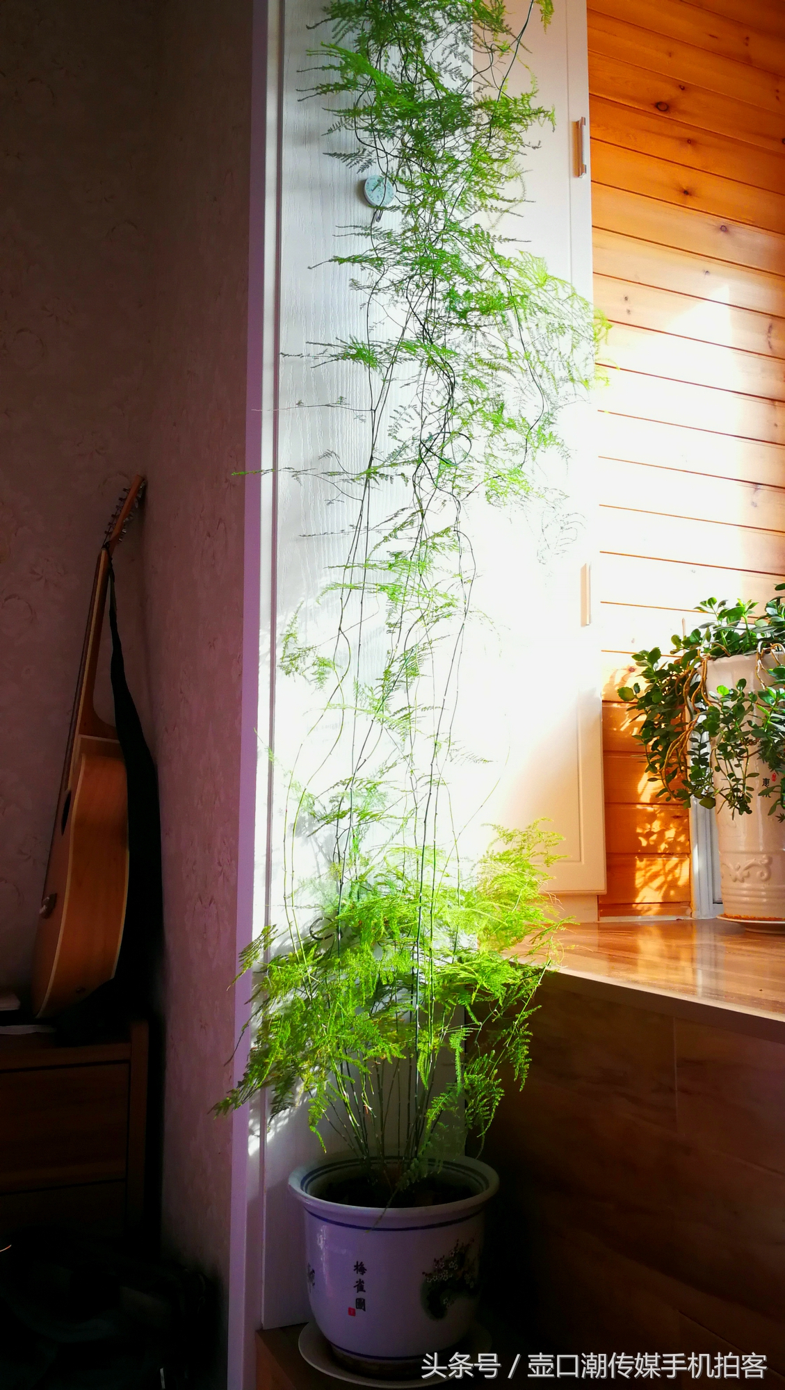 临汾:手机拍拍工作室的花~再好的装修也比不了和大自然和谐相处