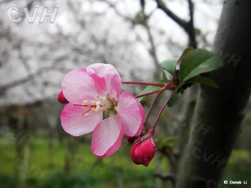 南京十大赏花胜地,南京玄武湖春季赏花攻略请收好