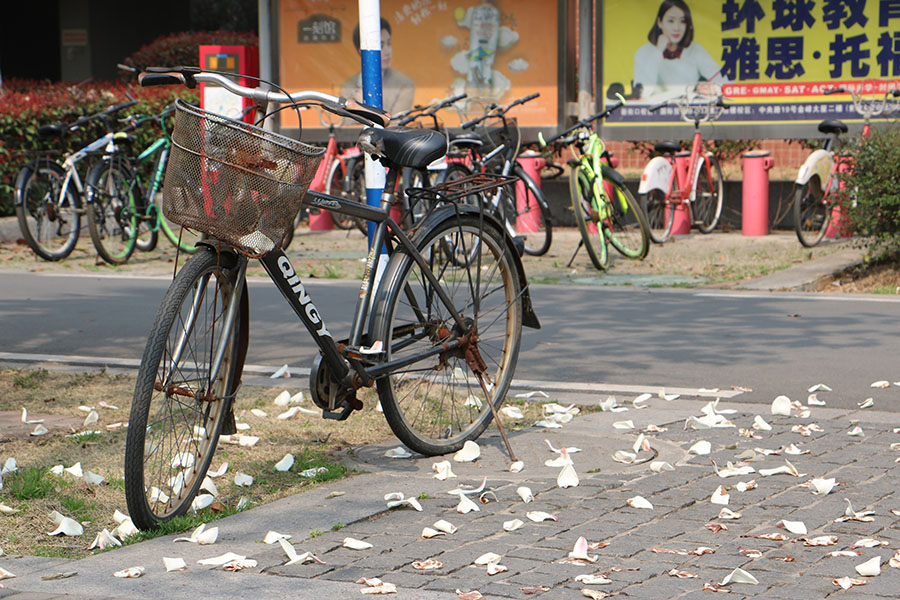 南京十大赏花胜地,南京玄武湖春季赏花攻略请收好