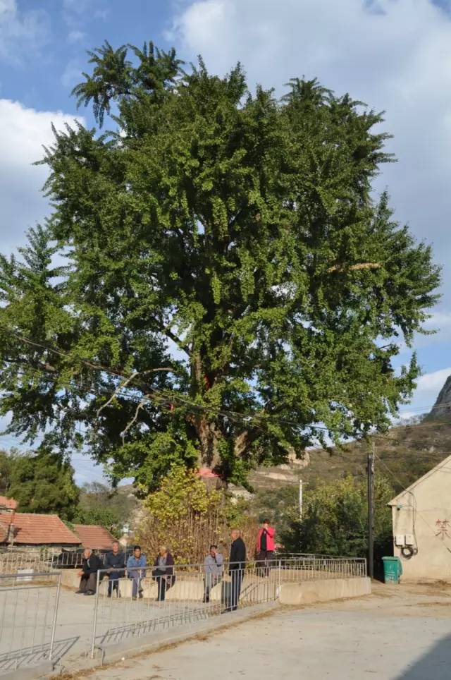 乳山大秧歌历史渊源,乳山旱稻