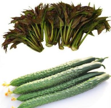 长在树上的蔬菜大全,有没有长在树上的蔬菜