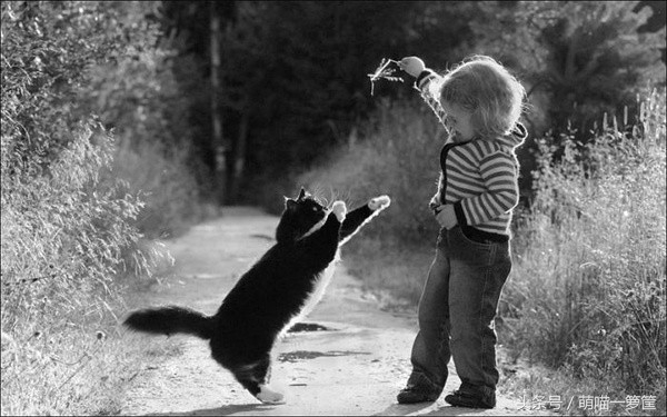 家猫离世后该如何走出伤痛