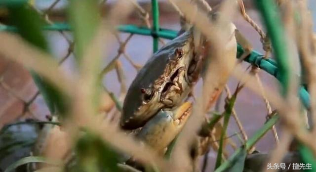 黄油蟹中极品黄膏香气诱人,黄油蟹有多肥美鲜香