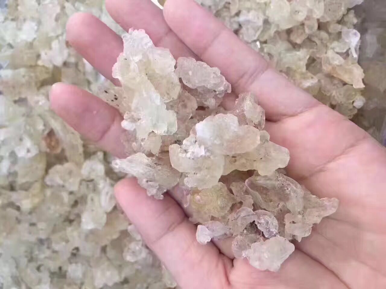 植物燕窝雪燕吃法,植物雪燕窝什么样