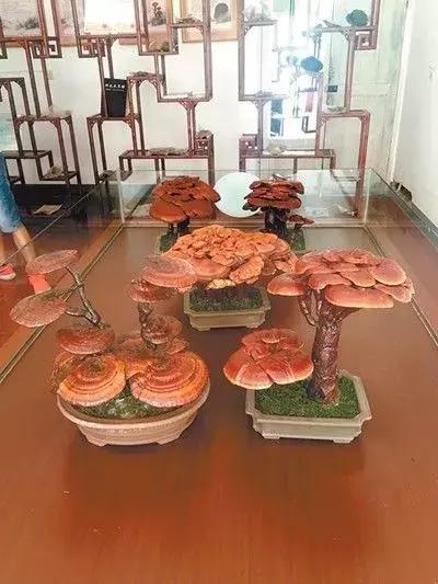 六安最新规划小镇,六安小镇最新消息