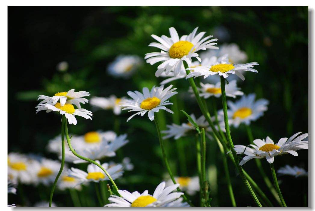 神奇！“花”也能活血调经抗衰老！让女人像花一样美丽！