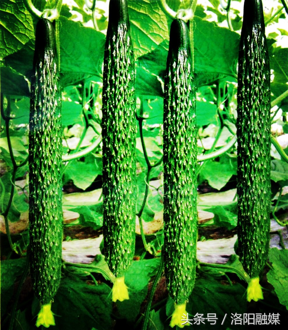 洛阳最近有什么大事件,洛阳最近发生什么大事