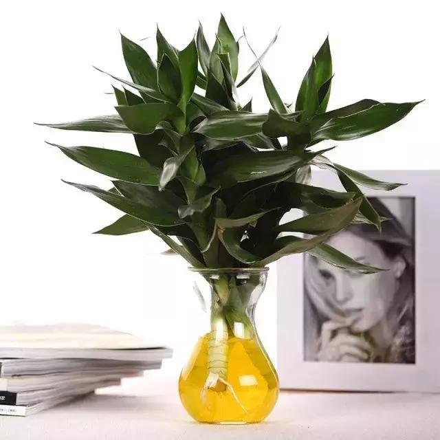 花卉摆放位置有讲究,风水上可以招财的花卉植物